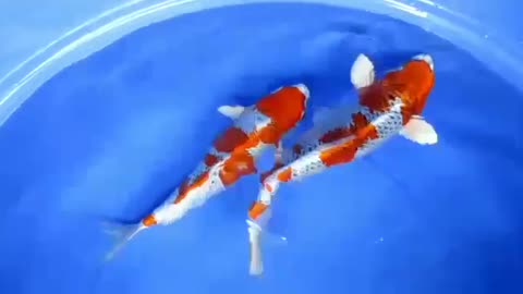 Koi fish