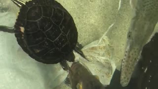 Turtle Gets Cheeky with Bass
