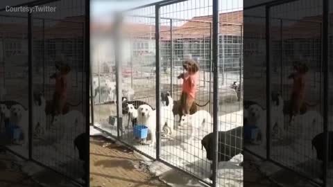 Watch: How these dogs escaped from a cage