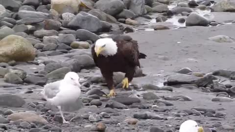 Bald Eagle Walking_batch