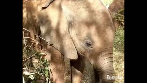 An elephant eats grass in the forest in the morning