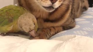 Bird Tries to Groom Patient Cat's Paw