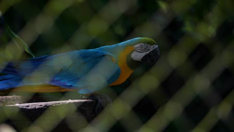 Blue parrot ara behind agrid in a zoo French Guiana