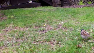 Video Slideshow Birds Animals Groundhog Relaxing Wild Life Outside Nature Natural 05-14-2020 (6)