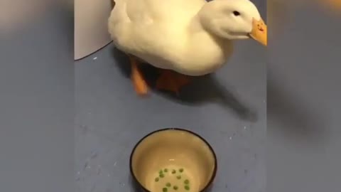Duck And Dogs Relish Eating Frozen Peas Together