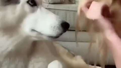 Bite my Dog Prank