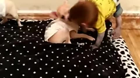 Baby monkey and dog puppies compilation 2023