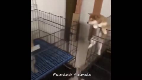 Funny Animal Videos 2024