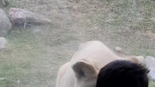 White Tiger playing with his cute little buddies