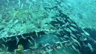 Diving the Fin Barge