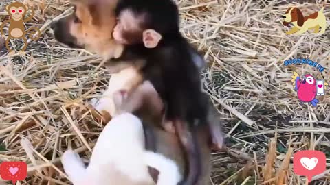 Baby monkey and cute puppy are bonding friendship