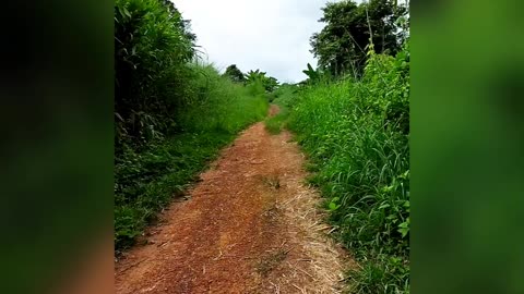 Traveling in the forest, there are many trees and plants.