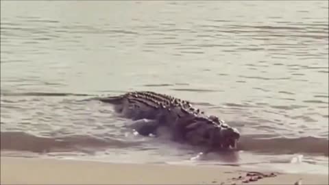 cocodrilo devora a pequeños tiburones