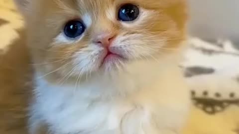 Cat video