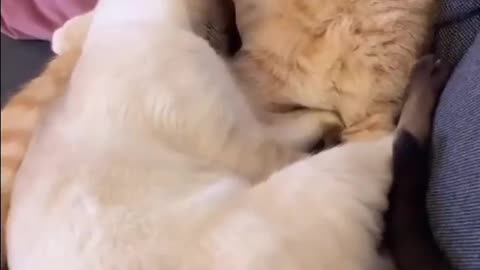 Cute cat relaxing with other cat