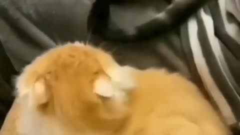 Cats shorts cat videos cat sound cute cat video