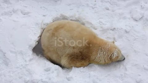 Mother Bear Teaches Cubs to sleep ।। Mother Polar Bear And Her Cubs Come Out Of Hibernation