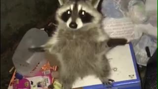 Little Raccoon Stuck in a Dumpster