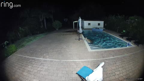 Deer Goes for a Late Night Swim in Pool