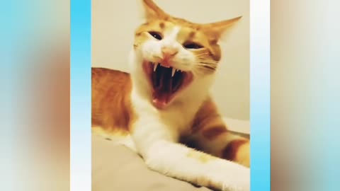 Super sleeping Short Cat Videos Short training videos