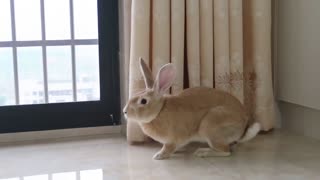 Jumbouncing fat rabbit