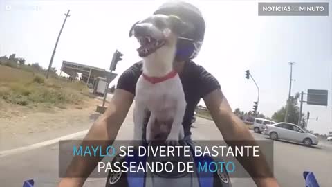 Cão adora andar de mota com o seu dono