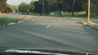Antifa goose faction blocks road.