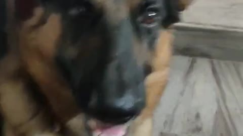 German shepherd wants attention love cute dog videos funny dog videos trending amazing dog videos