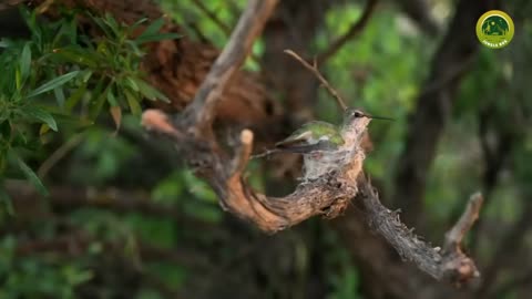 Birds Beautiful Nests