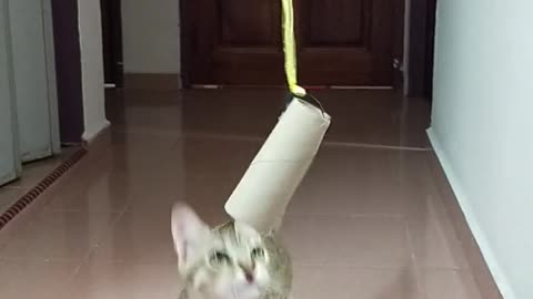 Cat Reaction to Playing Towel Roll