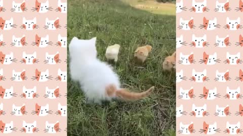 Cute and Funny Cat Videos to Make Your day compilation #2