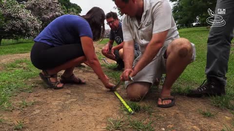 Deadly venomous Black mamba in the house, snake rescue in South Africa, 2 meters long mamba