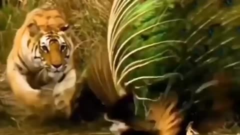 Tiger attack to peackoc