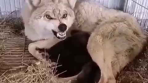 Dogs reaction angry