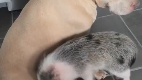 Pig massaging brown dog