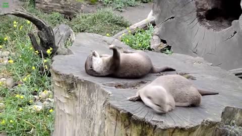 Adorable Playful Otter Juggles Rock [Try Not to Laugh]