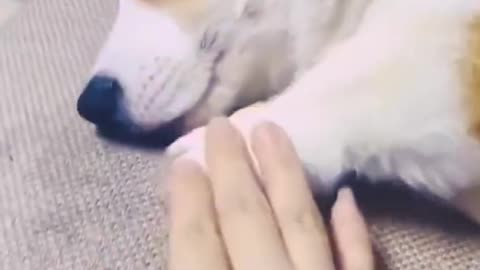 Cute Puppy video ❤️ | Funny Puppy Video