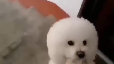 Dog funy video🐕