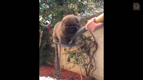 Chow Chow cute and funny moments