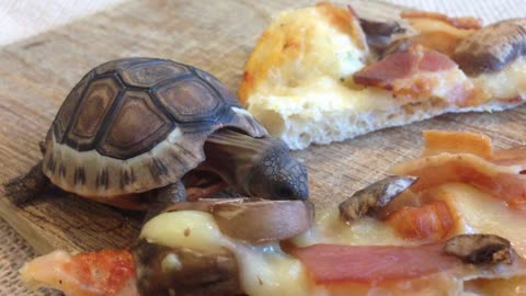 Adorable baby tortoise loves pizza