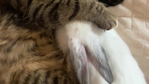 Cute Pets Sleeping Underneath The Bed Sheet