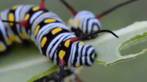 Hungry caterpillar