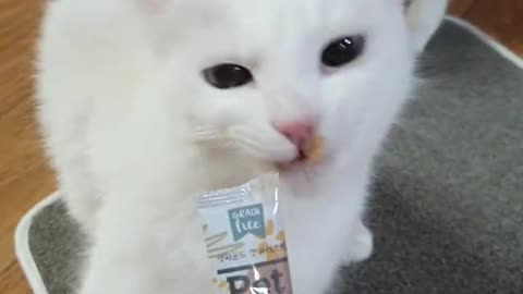 Funny Cat bites the tongue alone