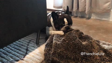 Rocco and his blanket