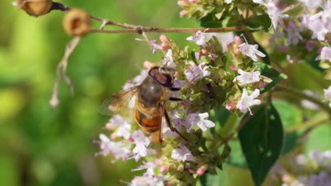 Bee Buzzing Sounds Meditation / 741 Hz / Boost Immune System, Aura Cleanse