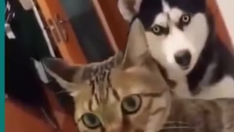 CATS AND DOGS HILARIOUSLY FIGHTING