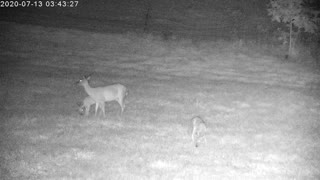 Mama Deer And Her Playful Twins