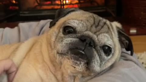 it’s comfy pug O’CLOCK! have a great day everyone!
