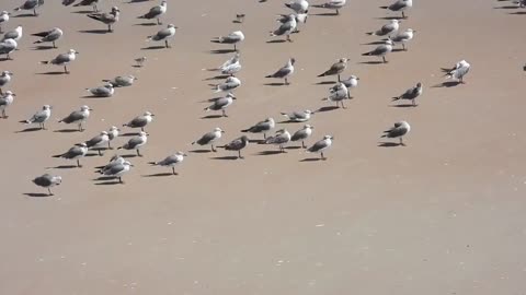 Sea gulls paradise