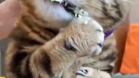 the cute cat is very hungry ( cats & kittens )